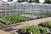 UK ornamentals production falls, while imports and overheads rise